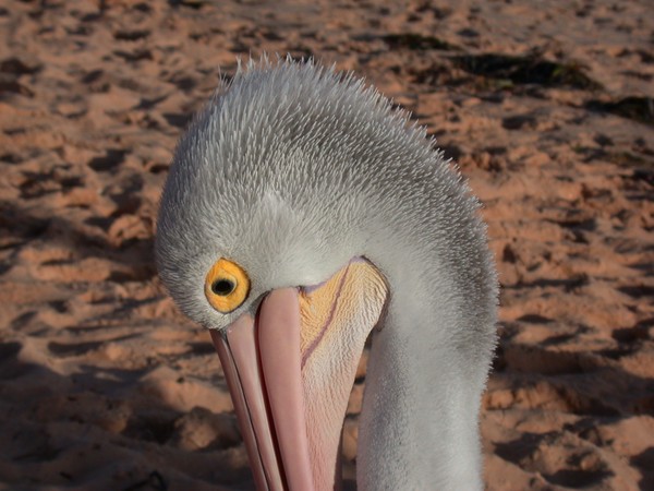 Pelican